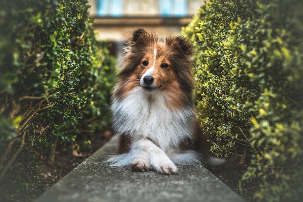 Das Bild zeigt eine Sheltie Hündin, die zwischen zwei Büschen liegt