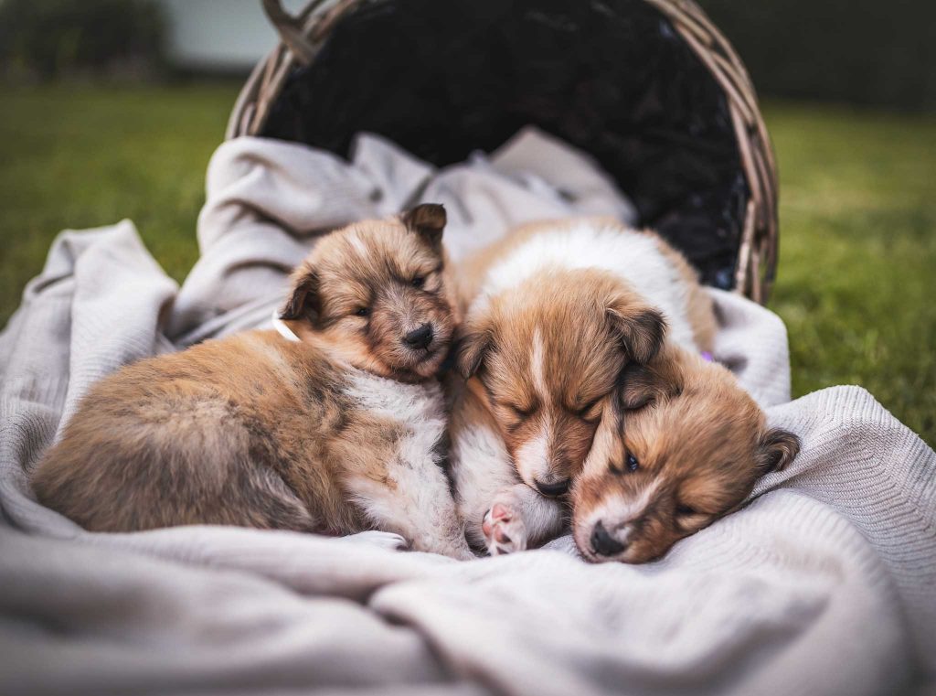 Das Bild zeigt 3 Welpen, die auf einer Decke schlafen
