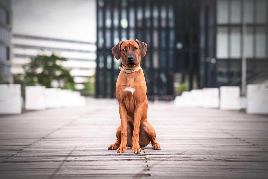 Das Bild zeigt einen sitzenden Rhodesian Ridgeback in der Stadt