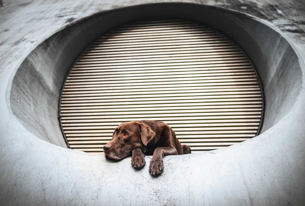 Das Bild zeigt einen liegenden Hund vor einem Lüftungsgitter