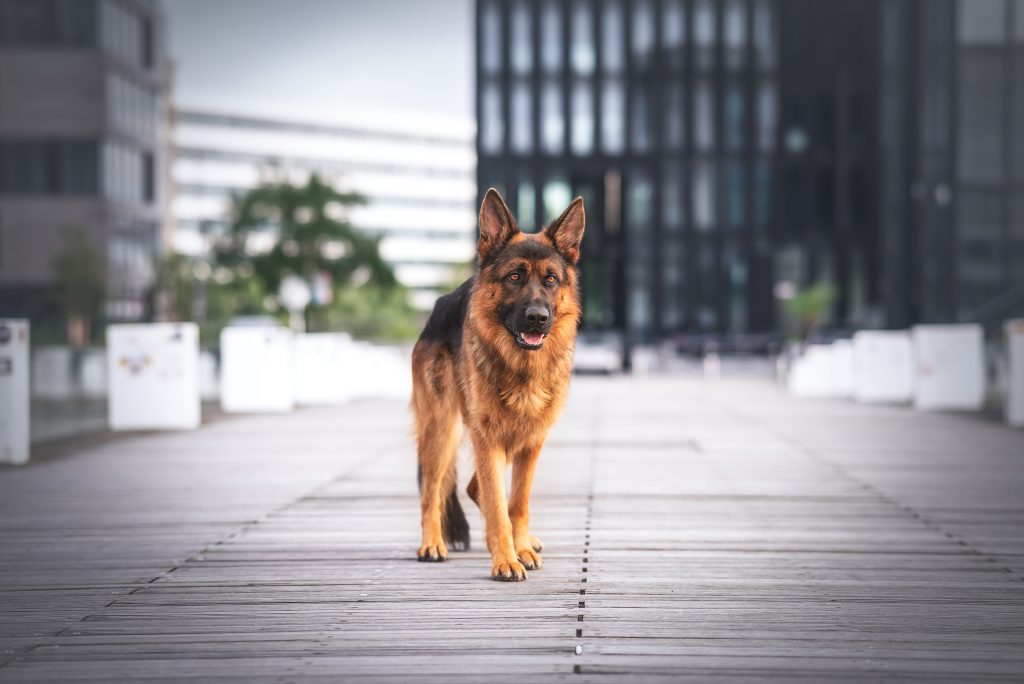 Das Bild zeigt einen gehenden Schäferhund in der Stadt