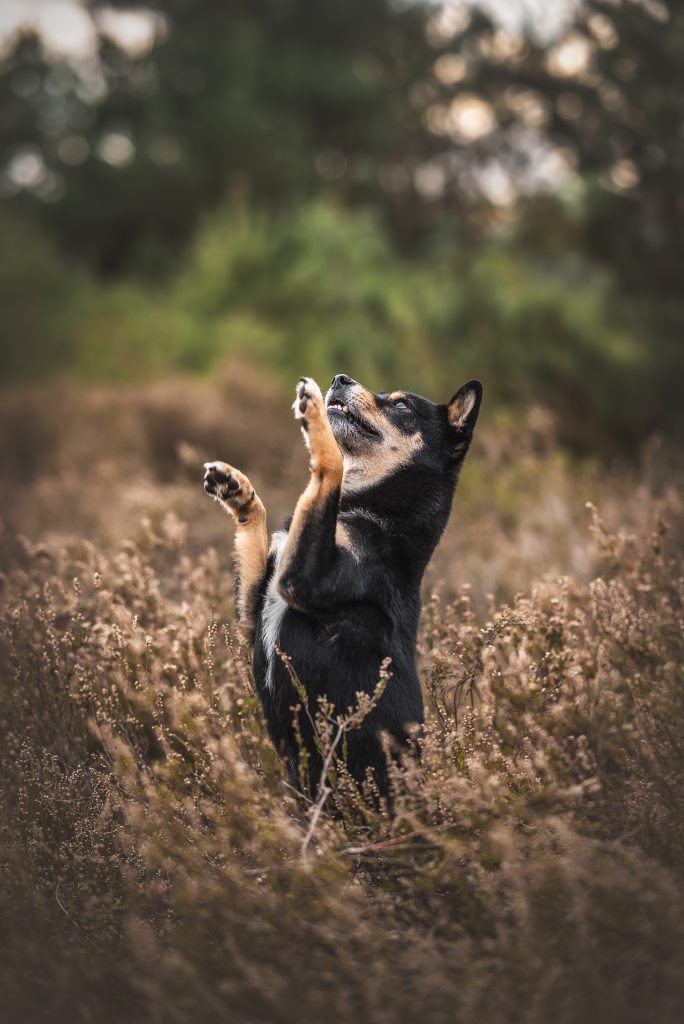 Das Bild zeigt einen Hund im Heidekraut wie er Männchen macht