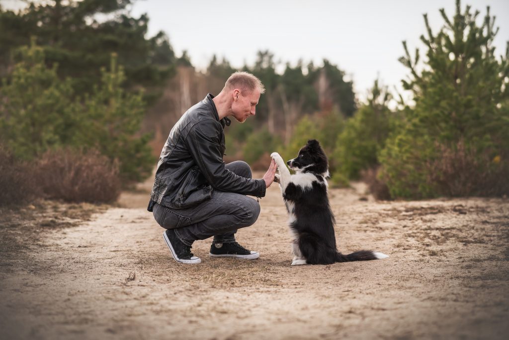 Das Bild zeigt einen Mann und einen Welpen im Männchen, der ihm seine Pfote gibt