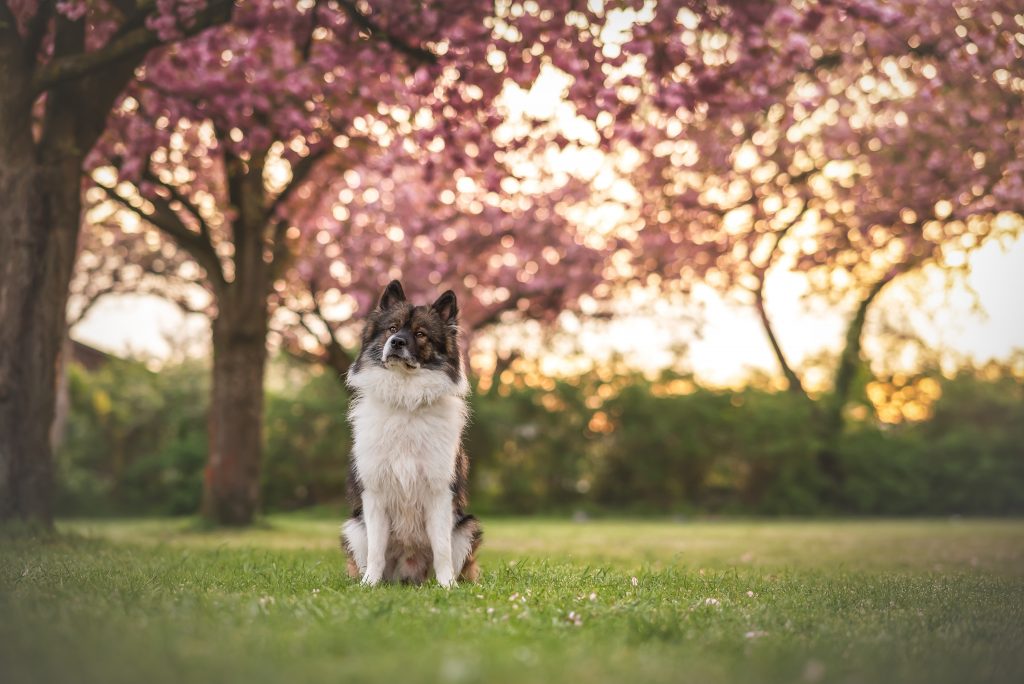 Das Bild zeigt einen Hund, der unter Kirschbäumen sitzt