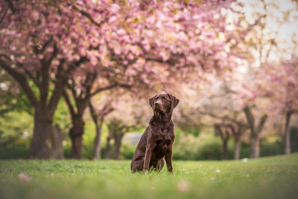 Das Bild zeigt einen Welpen unter Kirschbäumen