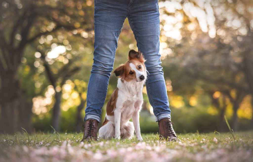Das Bild zeigt einen Hund, der zwischen den Beinen seiner Besitzerin sitzt