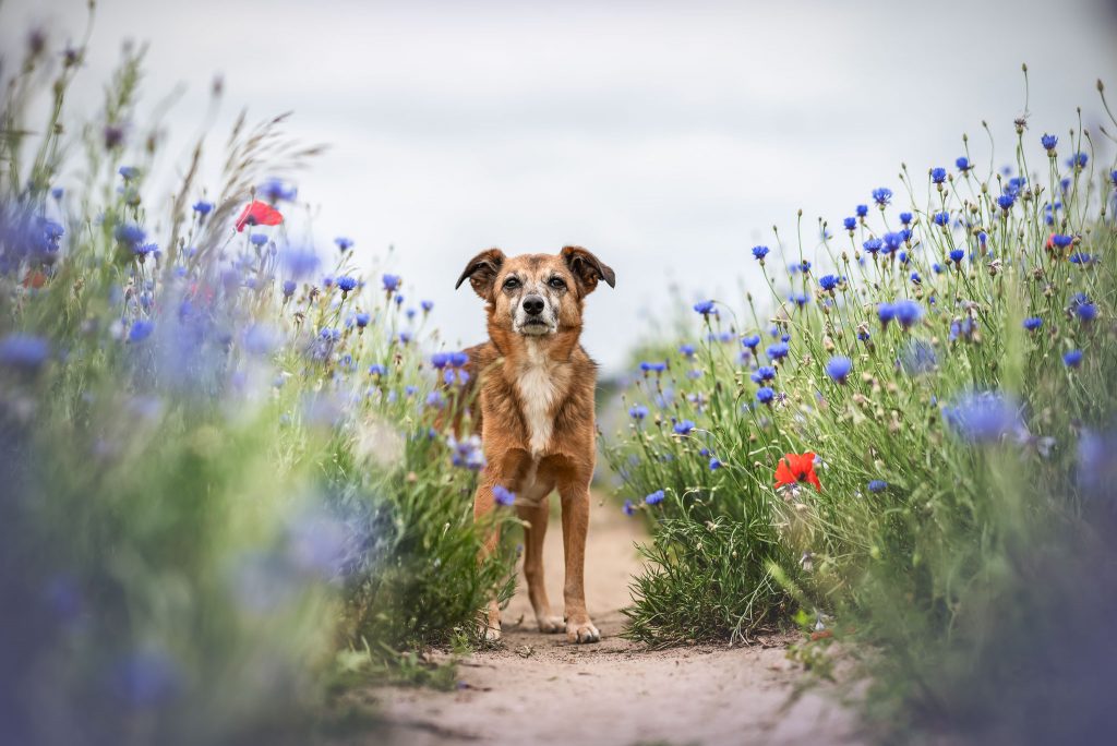 Das Bild zeigt einen Hund, der auf einem Weg durch das Kornfeld steht