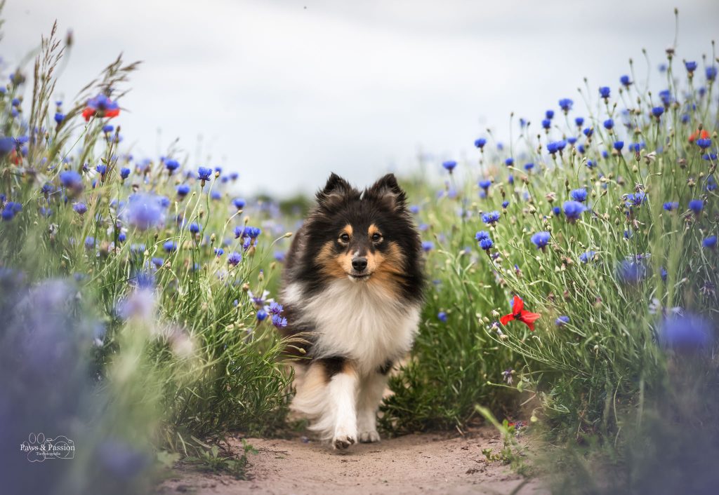 Das Bild zeigt eine Sheltie Hündin, die durch das Kornfeld läuft
