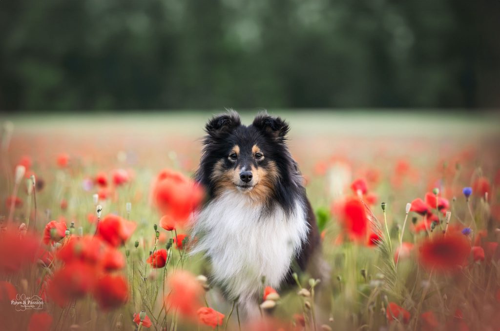 Das Bild zeigt eine Sheltie Hündin im Mohnfeld