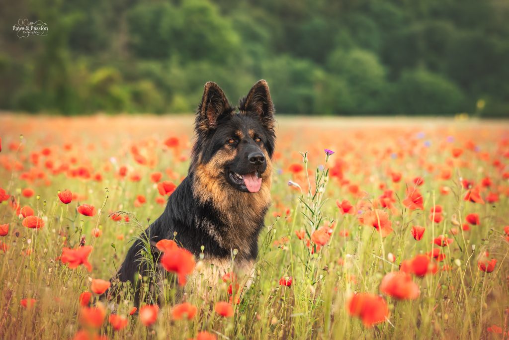 Das Bild zeigt einen Schäferhund, der im Mohnfeld sitzt