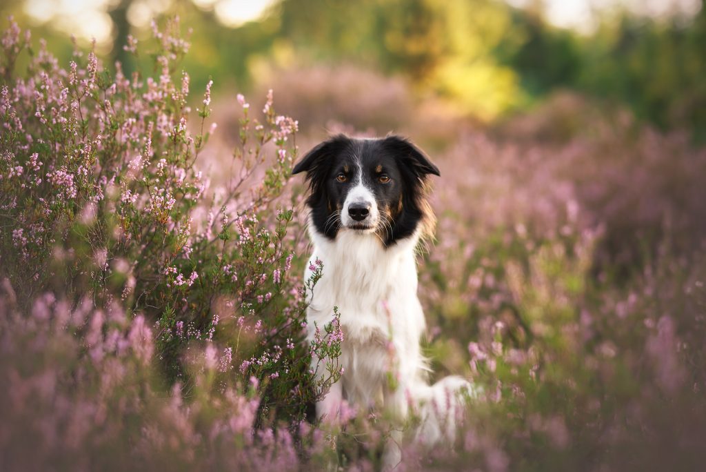 Das Bild zeigt einen Hund, der im blühenden Heidekraut sitzt